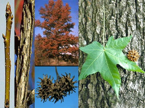Family: Hamamelidaceae

Common Name: sweetgum 

Range: East of Mississippi (CT-FL) (TX-IL)

Habitat: Hydric Soils

Bark: Thick, furrowed, corky. Sometimes features corky winged appendages. Trunk typically does not divide.

Leaves: Simple and Alternate, palmate venation. Deciduous. Serrated edges. Chemical, green apple smell when crushed.

Flowers & Seeds: Flowers nondescript but seeds have capsules for seeds. Spiky aggregate, ecologically important for small animals.

Other: Shade intolerant, R-selection: Colonizer, will sucker sprout. Low fire tolerance, but readily resprouts. Tolerates flooding. Grows in bottomland areas.

Height: 75' (large spread up to 50 ft.)

Uses: Ornamental, pallet wood, sometimes pulp.