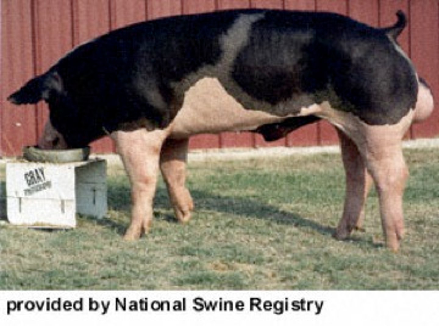 <p>- Terminal Breed</p><p>- Known for dark black spots</p>