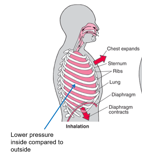<p>external rib muscles and diaphragm contract</p><p>rib cage up and outward</p><p>diaphragm downward</p><p>volume in thoracic cavity <strong>INCREASES</strong></p><p>air pressure in lungs <strong>DECREASES</strong></p>