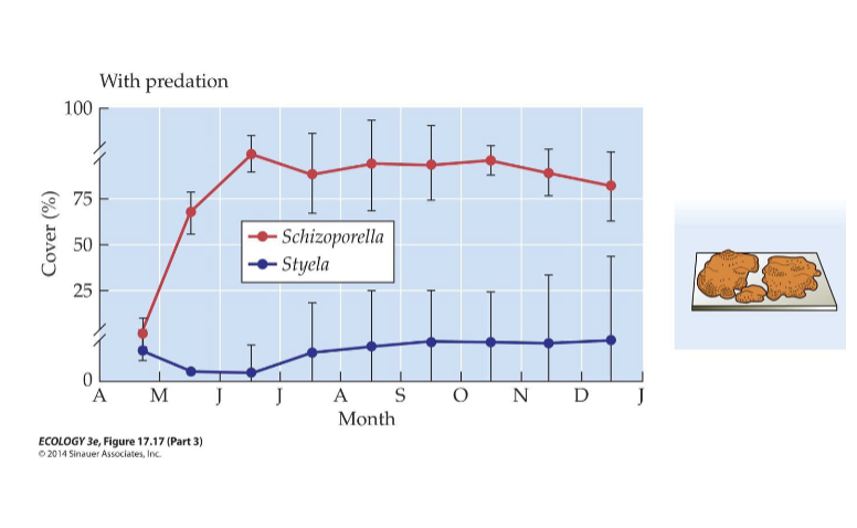 <p>They show how predation affects the dominance of <em>Styela</em> (tunicate) vs. <em>Schizoporella</em> (bryozoan) in marine fouling communities.</p>