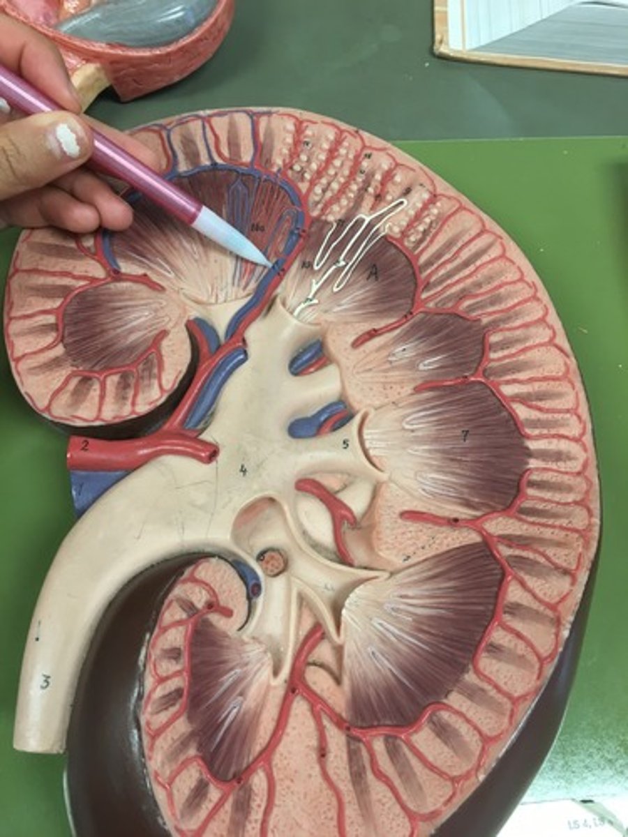 <p>kidney blood flow:</p><p>8. the peritubular capillaries will then connect with the ______ ______</p>