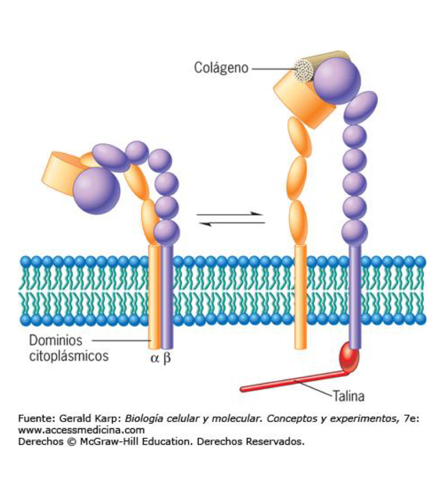 <ul><li><p>Consist of 2 subunits: heterodimer, 2 transmembrane glycoproteins</p></li><li><p>domains on extracellular side tat bind ions (Ca2+ or Mg2+)</p></li><li><p>Heterophobia binding: Integrins from one cell binding to different protein demo another cell or matrix</p></li></ul><p></p>