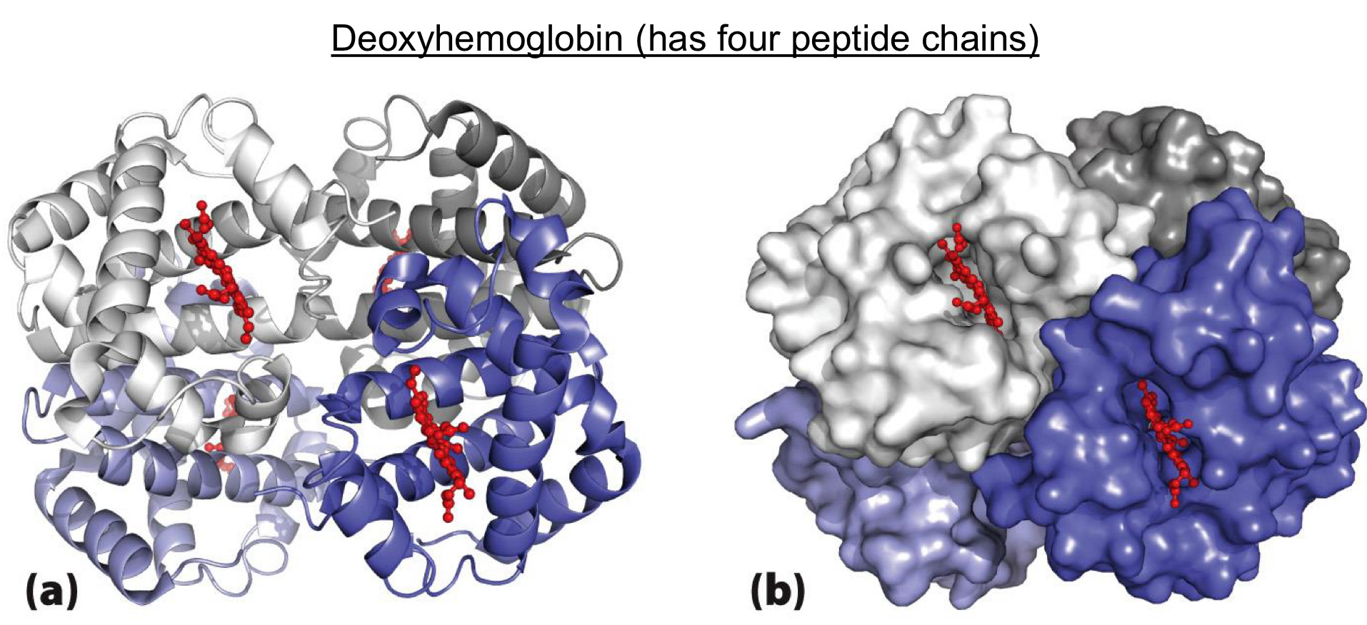 <p><span>Formed by multiple peptides (elements of tertiary structure)</span></p><p><span>ex. Deoxyhemoglobin (has four peptide chains)</span></p>