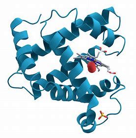 Alpha helix folded and twisted further. 3D structure. Bonded by ionic, disulphide, covalent, hydrophobic, and hydrogen bonds. These maintain the structure and shape. Enzymes have a tertiary structure. Bonds also maintain active site shape. 