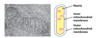 <p>cellular respiration: The stages and Location</p>