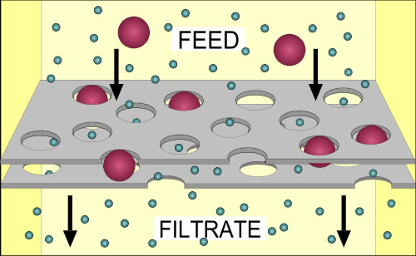 <p>Water and solutes are forced through a membrane due to a pressure gradient.</p><p>Requires a filter and a pressure gradient</p><p>Type of Transport: Passive </p><p>Ex. Occurs in the kidney as the first process in producing urine.</p>