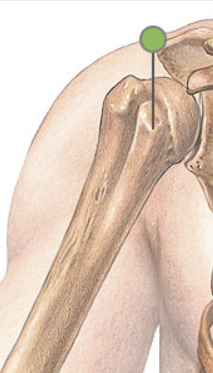 <p>Which bone landmark of the humerus is a little bump anterior to the greater tubercle?</p>
