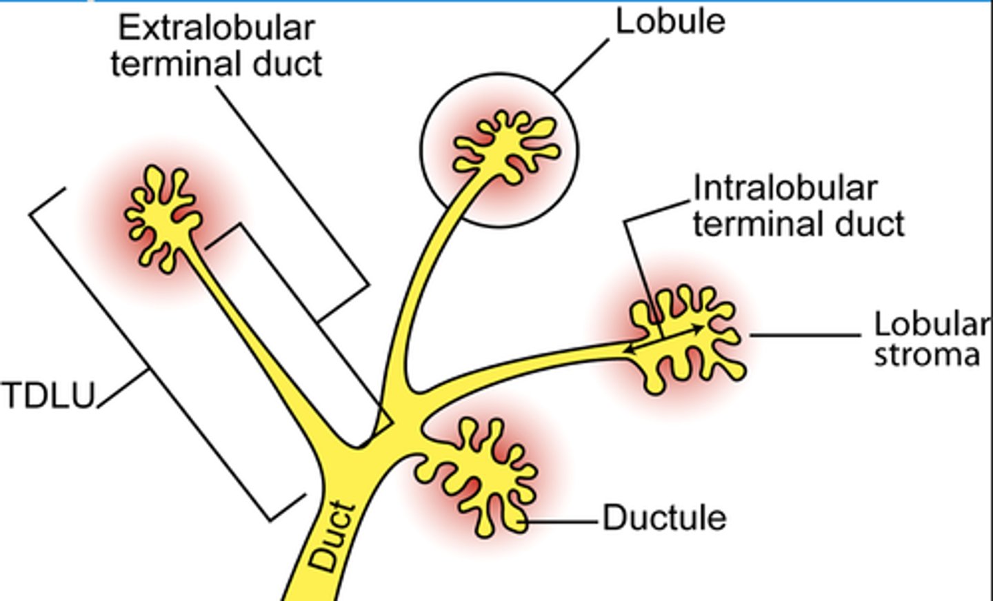 <p>Terminal duct lobular unit (TDLU)</p><p>Lobule + terminal duct that the lobule empties into </p><p>- Lobule produces milk</p><p>- Duct carries milk to nipple</p>