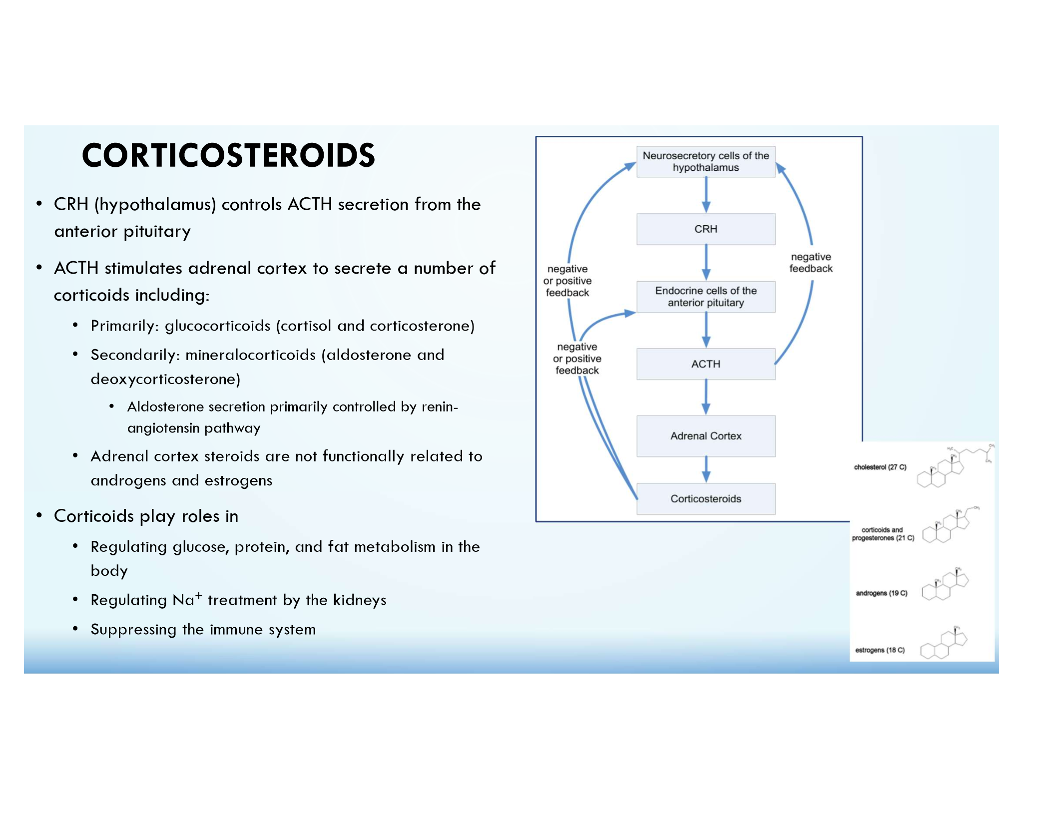 <p>Regulated by CRH → ACTH; involved in stress response, metabolism, and immune suppression.</p>