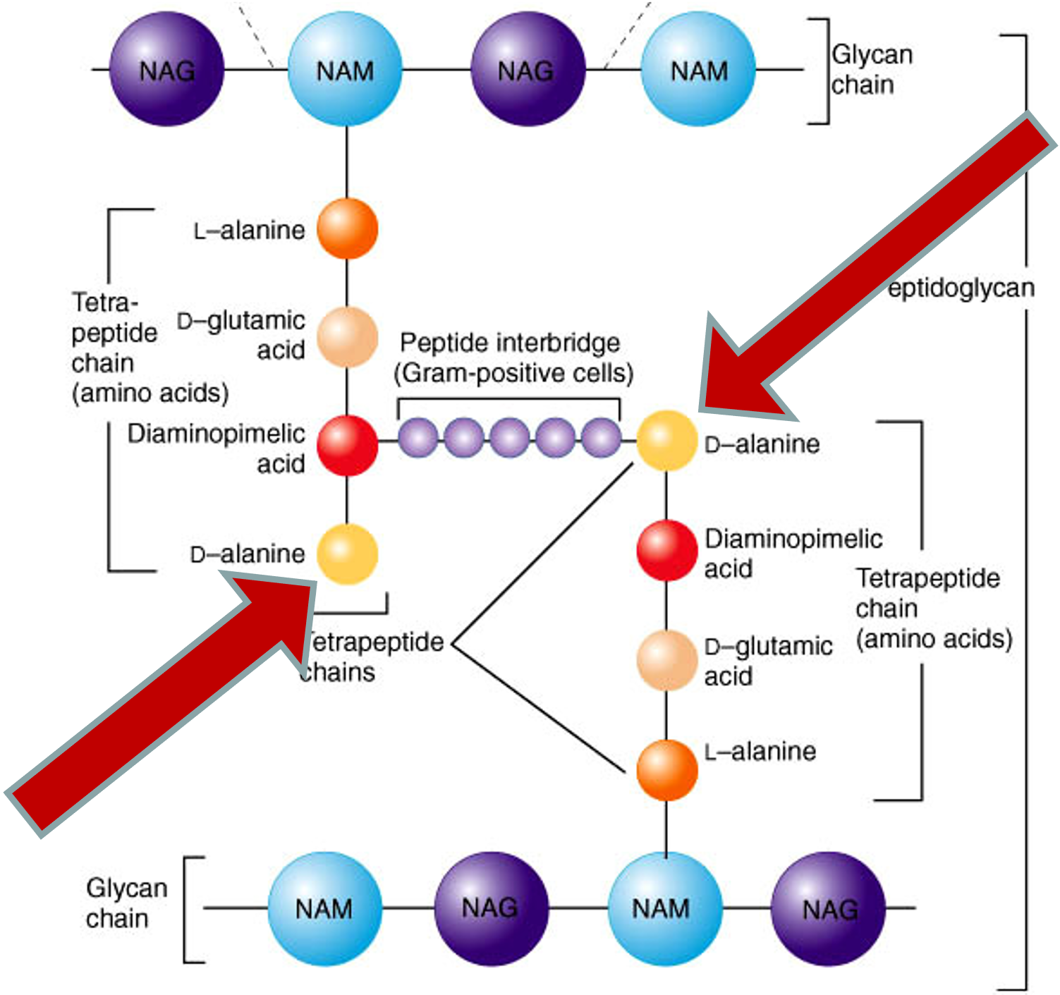 <p><span>The figure below represents bacterial cell wall, which of the following antibiotics will bind to the region marked by the arrows?</span></p>