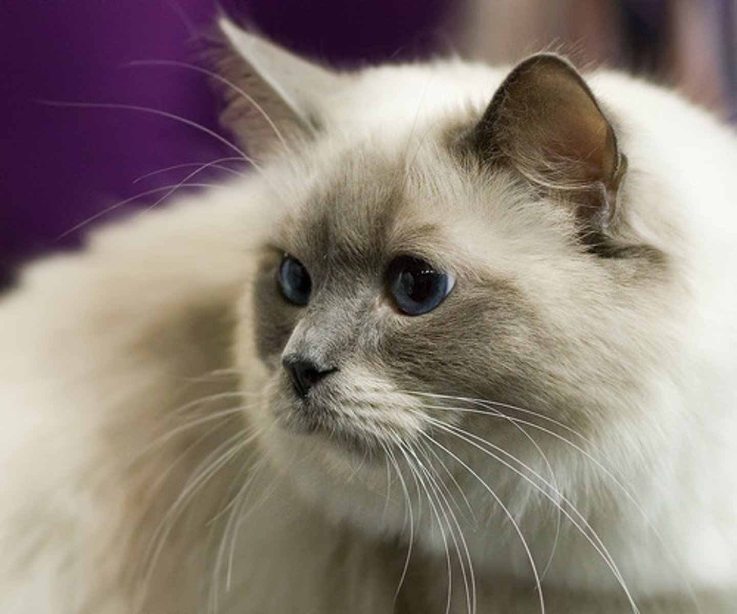 <p>I have a cat</p>