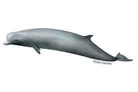 <p>Northern bottlenose whale</p>