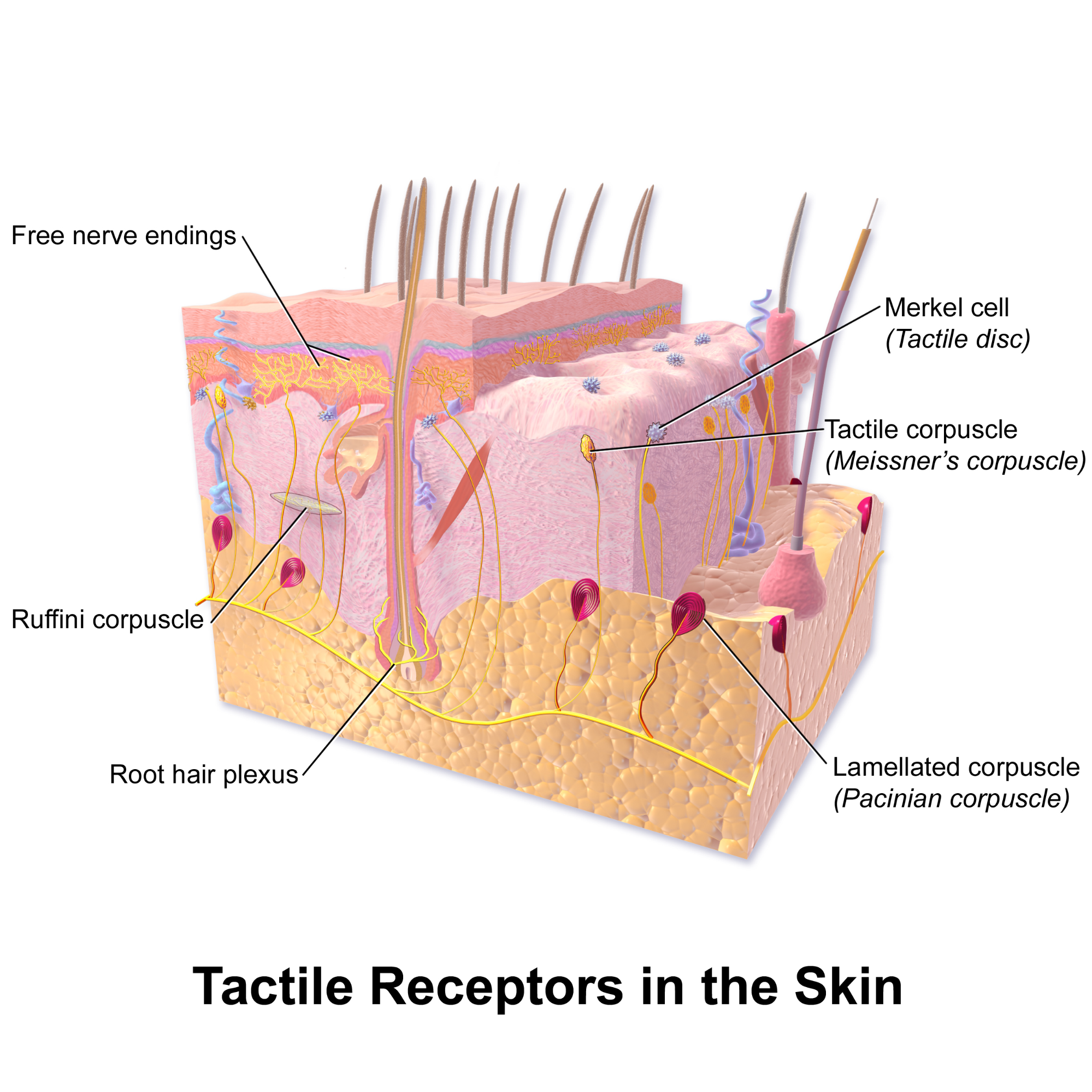 <ul><li><p>Sensitive to stretching, compression, twisting</p></li><li><p>Consists of tactile receptors (sensitive to touch) and root hair plexus (hair displacement)</p></li></ul><p></p>