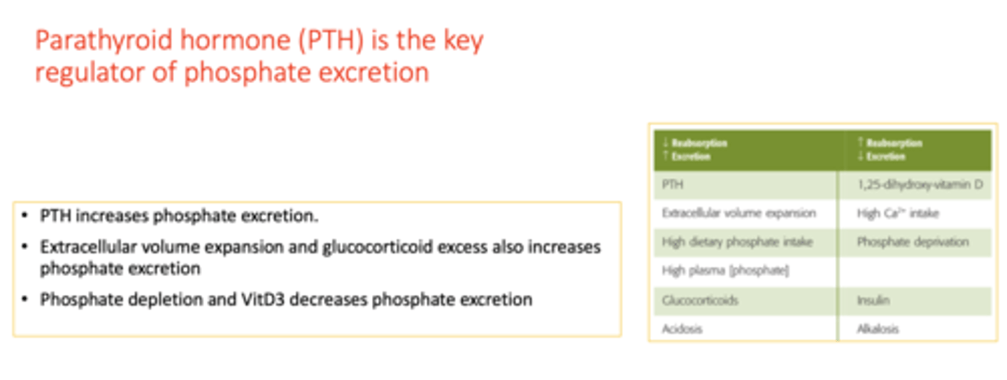 <p>parathyroid hormone</p>
