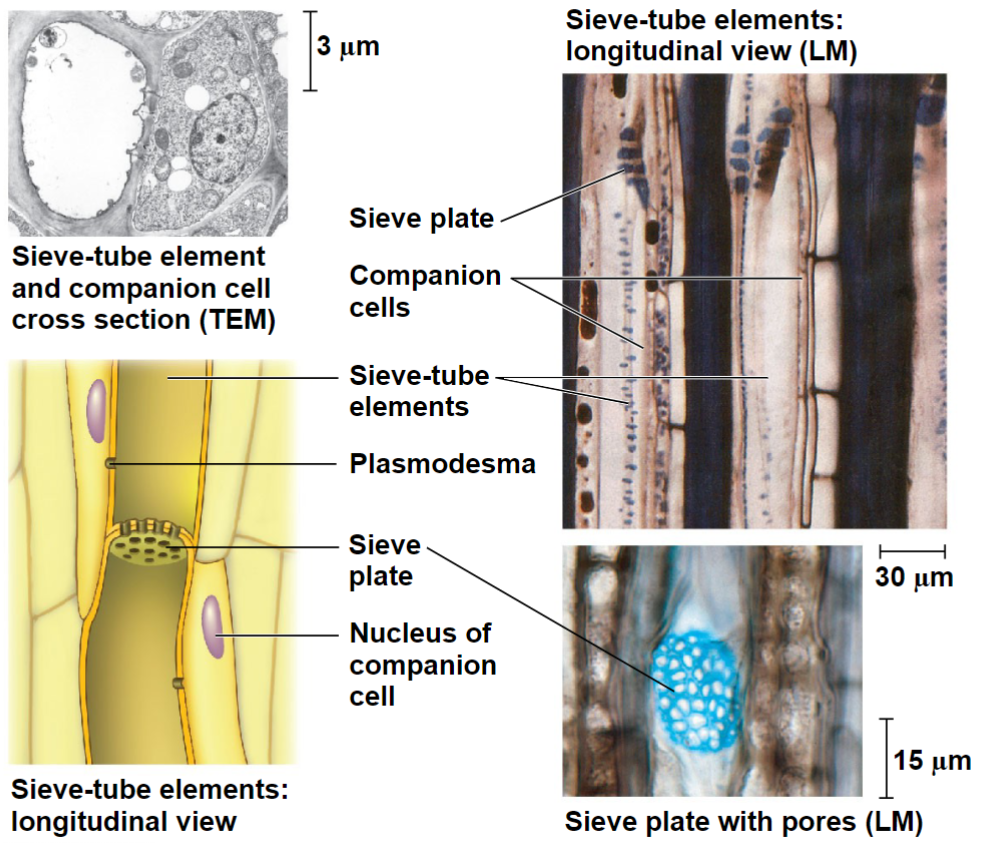 <ul><li><p>Alive at maturity, but lack organelles</p></li><li><p>Sieve-tube elements – form chains of cells (sieve-tubes) for sugar transport</p></li><li><p>Sieve plates: porous end walls between sieve-tube elements allow fluid flow between cells</p></li><li><p>Each connected to a companion cell (parenchyma) by plasmodesmata</p></li><li><p>Companion cell’s nucleus and ribosomes serve sieve-tube element</p></li></ul>
