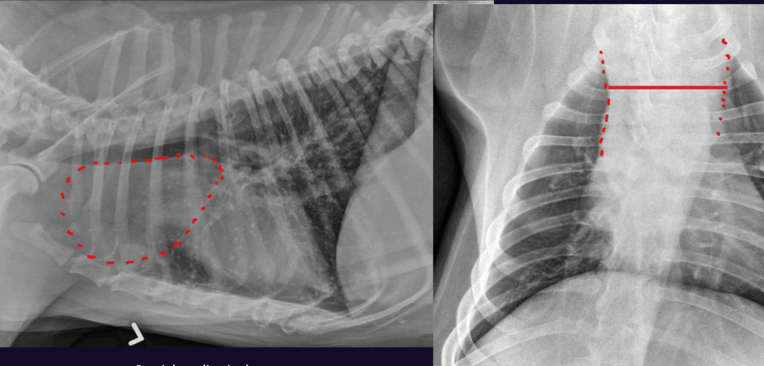 <p>Cranial mediastinal mass</p>