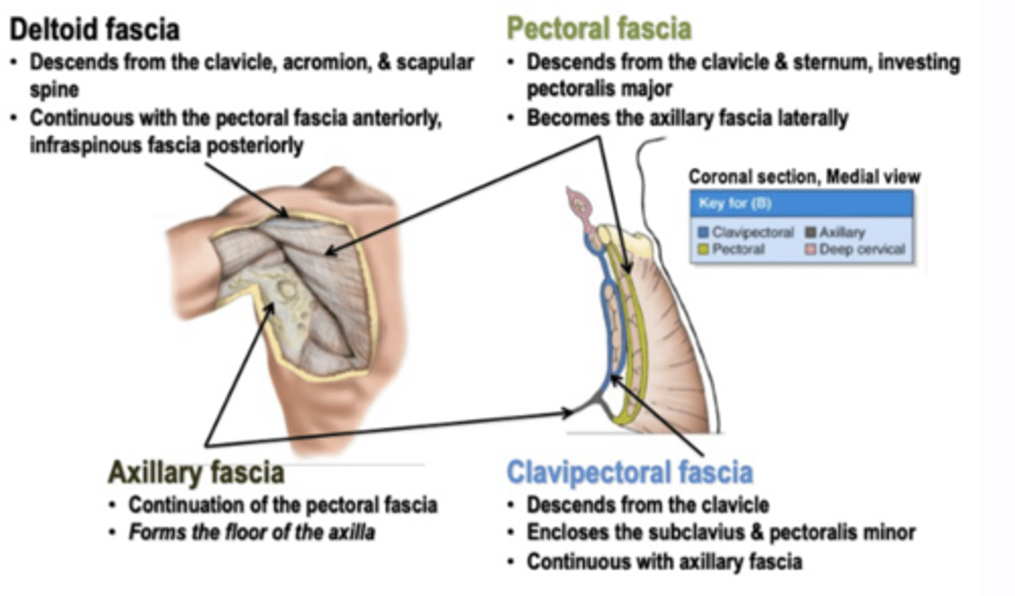 <p>deep to pectoral fascia, invests the pectoralis minor muscle and is continuous inferiorly with the axillary fascia</p>