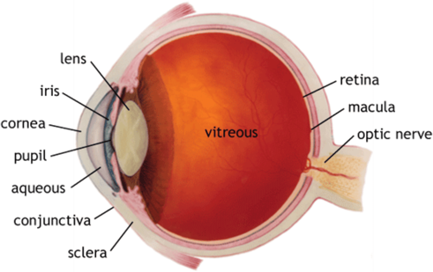 <p>The nerve that carries neural impulses from the receptor cells of the eye to the brain</p>