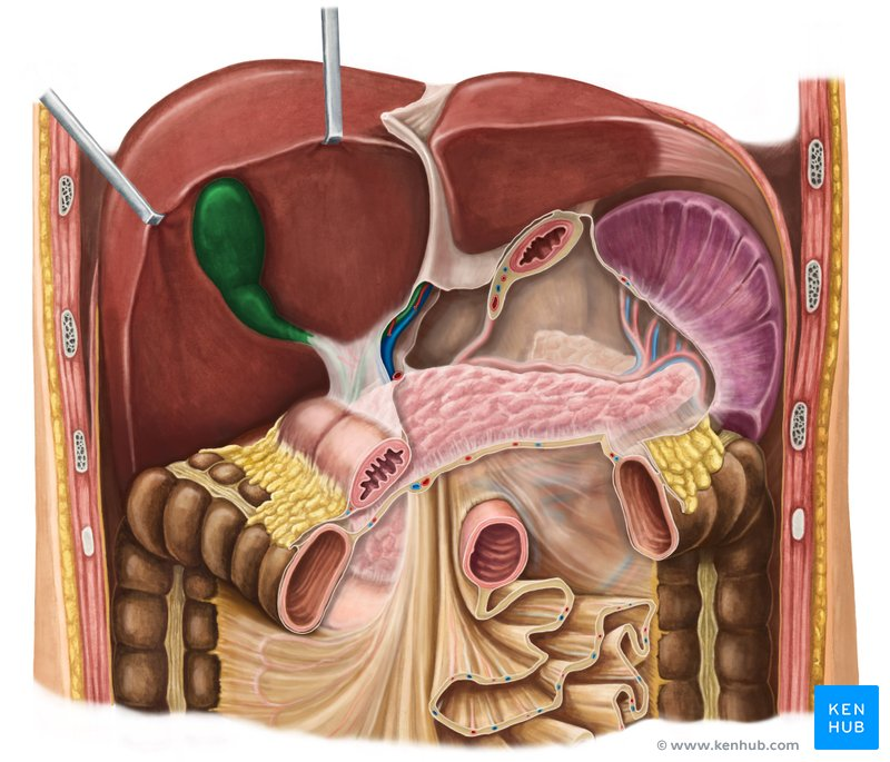 <p>A small, pear-shaped organ located beneath the liver that stores and concentrates bile produced by the liver.</p>