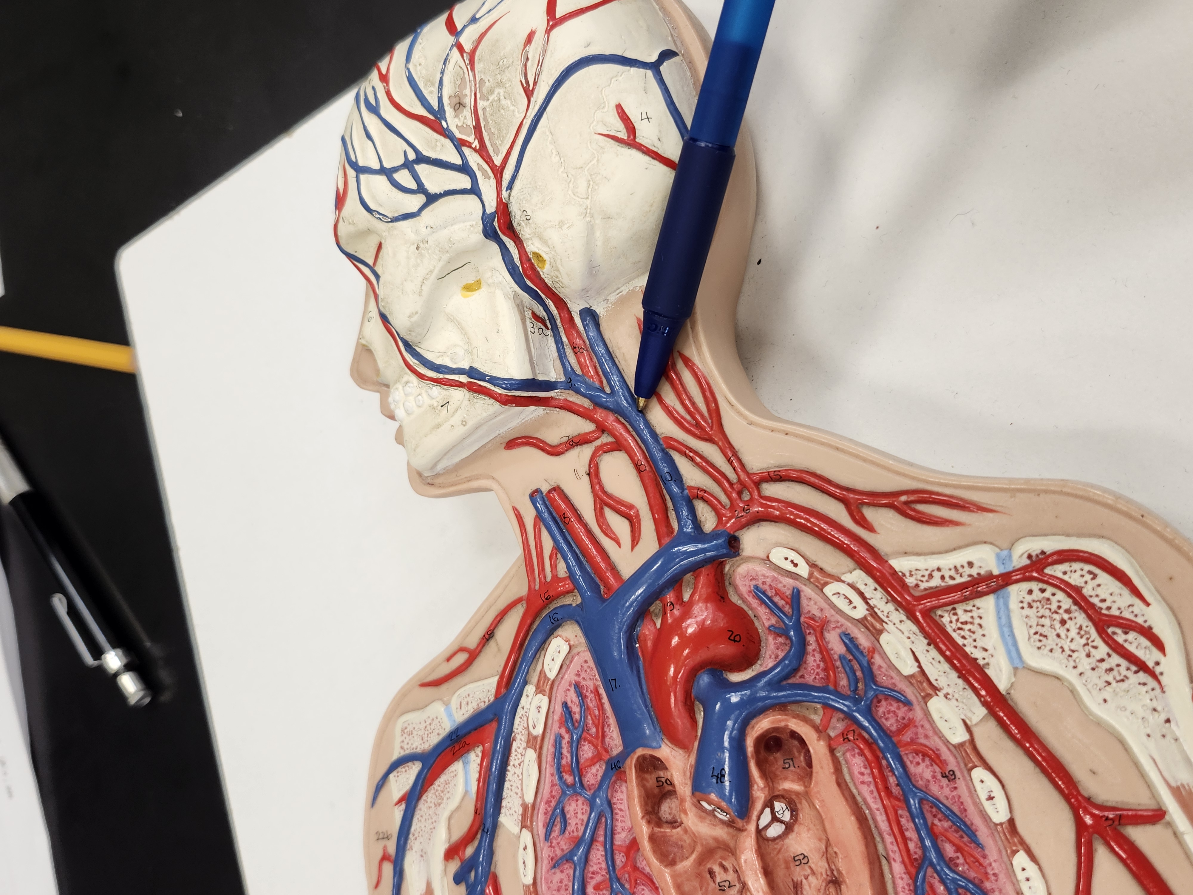 knowt flashcard image