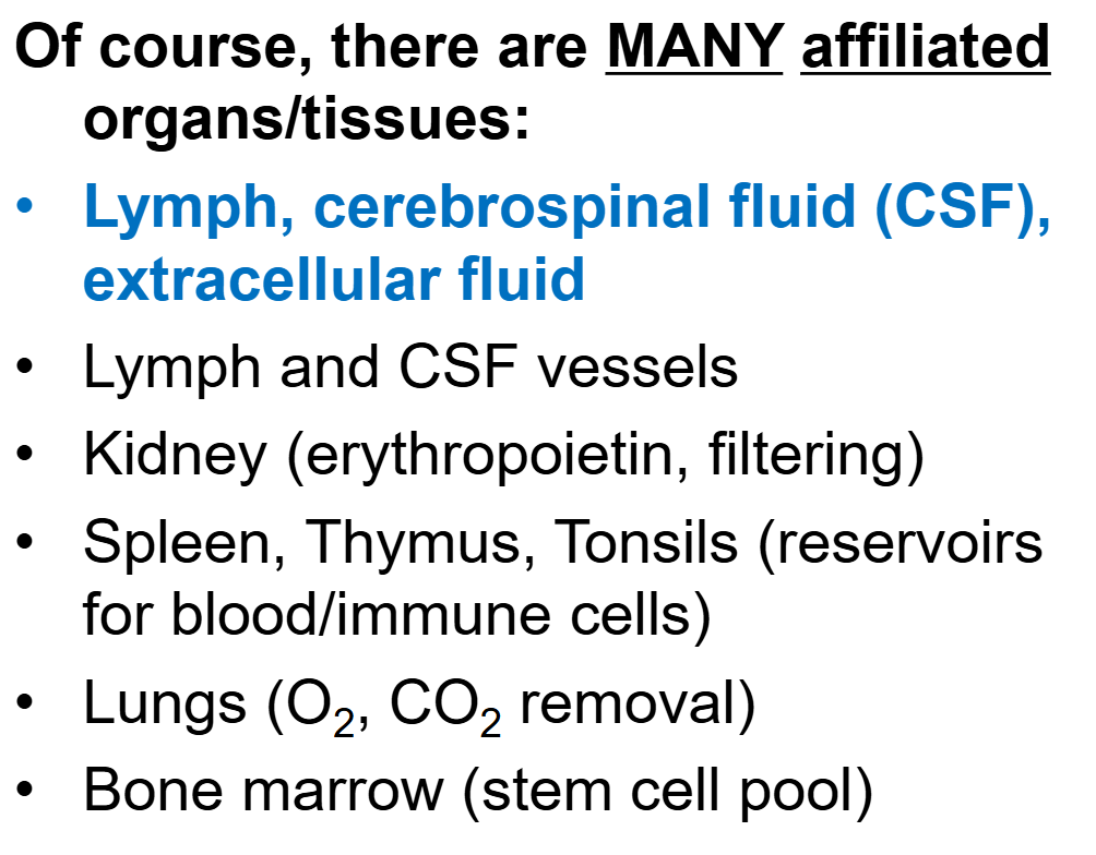 <ul><li><p><span><span>An important one to look at is the lymphatic system.</span></span></p></li><li><p><span><span>The lymphatic system includes things like lymph nodes, lymphatic vessels, spleen, tonsils, thymus</span></span></p></li></ul><p></p>