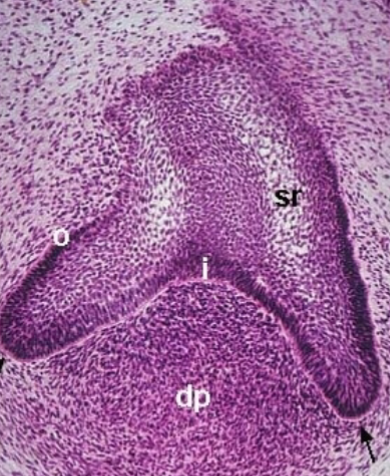 <p>where do cusps come from during this. stage</p>