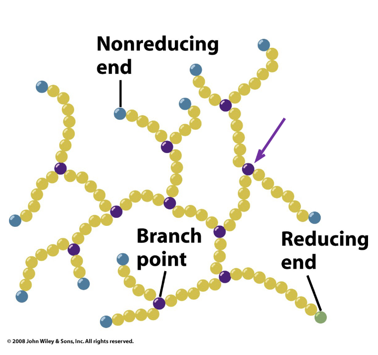 <ol><li><p><strong>Glycogen phosphorylase</strong>- cleaves glycogen’s a (1 →4_ bonds sequentially inward from non-reducing ends&nbsp;</p></li><li><p><strong>Glycogen debranching enzyme</strong>- cleaves a (1 → 6) bonds </p></li></ol><p></p>