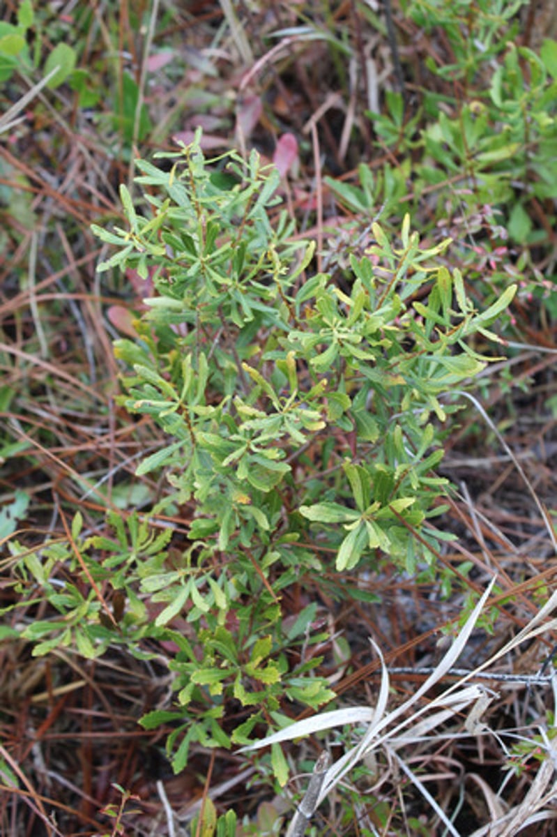 <p>what is the name of the plant pictured here?</p>