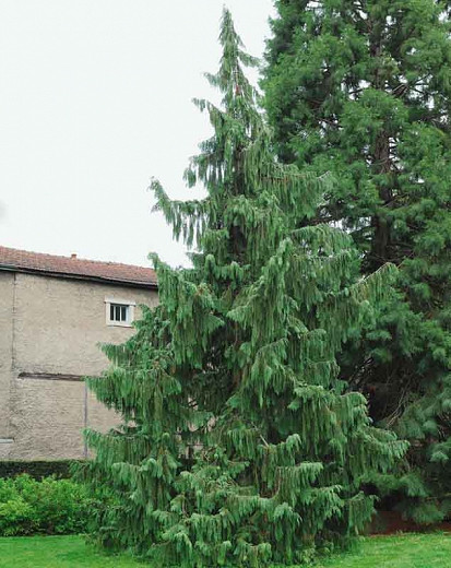 Cupressus nootkatensis 'Pendula' (Chamaecyparis) h:7 b:5