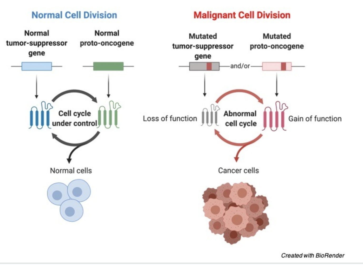 <p><span style="background-color: transparent; font-family: "Proxima Nova", sans-serif;"><span>Recessive - both copies of the gene must be mutated to impact the cell</span></span></p>