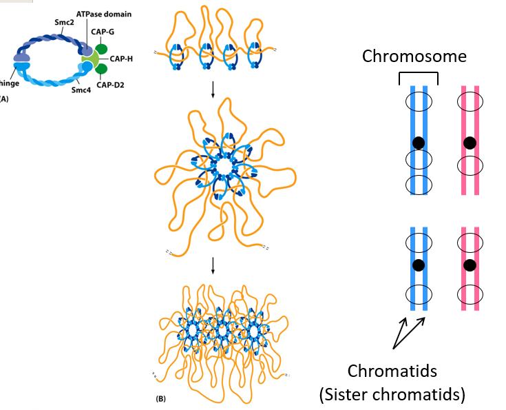 helical DNA → (2000 fold packing) interphase chromosomes → (10000 fold packing) prophase chromosomes

\
__process:__


1. __histone modification__: phosphorylate Ser
2. __condensins__: help condense chromosomes, loop DNA around

   
   1. come together in disks that pack together
3. __cohesins__: hold chromosomes together