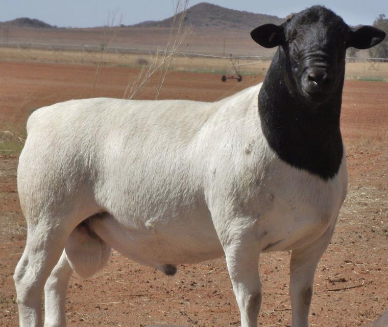 <p>What is the Name and Category of this sheep?</p>