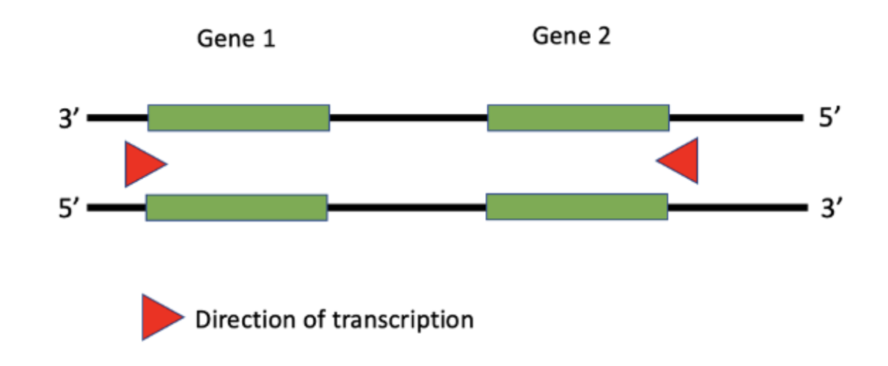 <p>Fill in the blanks about transcription. For Gene 1, the <strong>___</strong> strand is the template strand and for Gene 2, the <strong>____</strong> strand is the non-template strand.</p><ol><li><p>Choice 1 of 4:bottom, bottom</p></li><li><p>Choice 2 of 4:top, top</p></li><li><p>Choice 3 of 4:bottom, top</p></li><li><p>Choice 4 of 4:top, bottom</p></li></ol>