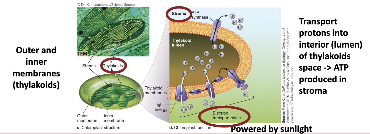 <ul><li><p>Use the ATP they produce to <strong><em>fix carbon into organic compounds </em></strong>(often <strong><em>glucose).</em></strong></p></li><li><p>Powered by sunlight, transport protons into interior (lumen) of thylakoids space → ATP produced in stroma.</p></li></ul><p></p>