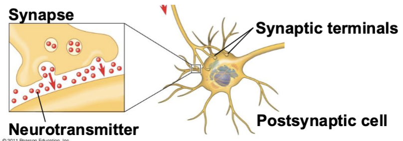 <p>the cell producing the signal</p>
