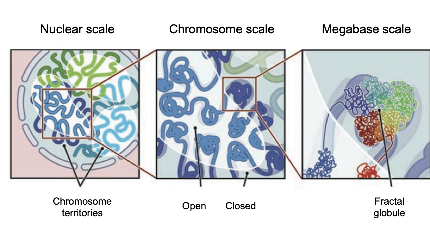 <ol><li><p>modelling interactions within chromosome territories&nbsp;</p><ul><li><p>at chromosomal resolution</p></li></ul></li></ol><ol start="2"><li><p>dynamic spatial segregation of chromatin fibres</p><ul><li><p>into open and closed domains at <strong>megabase </strong>resolution</p></li></ul></li></ol><p><em>really good to get an almost gene level view of what genes could influence eachtoother due to the proximity of their terrioties</em></p>