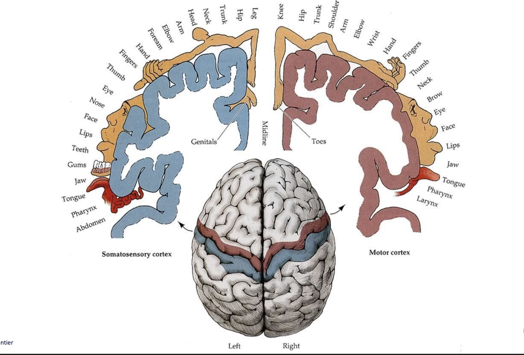 <ul><li><p>Stroke = Brain Attack </p></li><li><p>3 Arteries </p><ul><li><p>MCA: Lateral side of brain </p><ul><li><p>Largest artery </p></li></ul></li><li><p>ACA: Medial/Inner part of the brain </p></li><li><p>PCA: Posterior part of the brain </p></li></ul></li></ul><p></p>