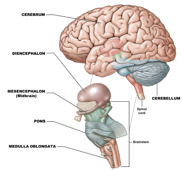 what are the 4 main regions of the brain? for one of the main regions, what are the 3 subregions? 