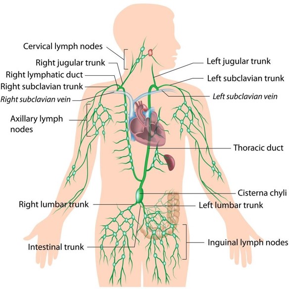 <p>(1) Left subclavian trunk</p><p>(2) the left 1/2 of the head and neck</p><p>(3) Left broncho-mediastinal lymph trunk</p><p>(4) Cisterna chili</p><p></p><p></p><p>there is 2 more Tributaries : </p><p>- Efferent from the <strong>posterior mediastinal</strong> lymph nodes</p><p>- Efferent from the <strong>posterior intercostal </strong>lymph nodes.</p><p></p>