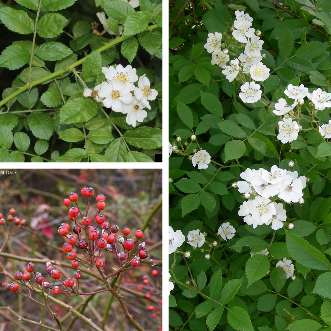 <p>Multiflora rose</p>