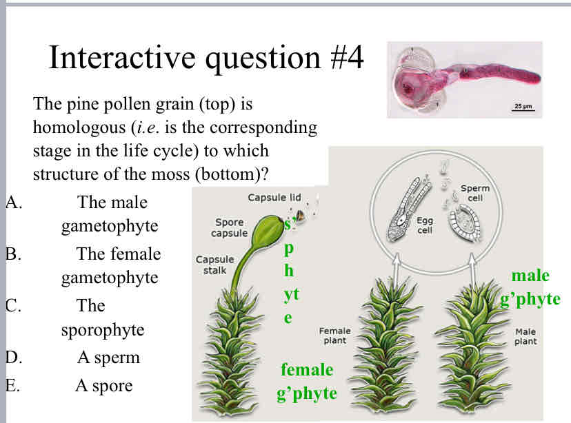 <p>Practice Question (<em><span style="color: green">Gymnosperms</span></em>) - The pine pollen grain (top) is homologous (<em>i.e</em>. is the corresponding stage in the life cycle) to which structure of the moss (bottom)?</p>