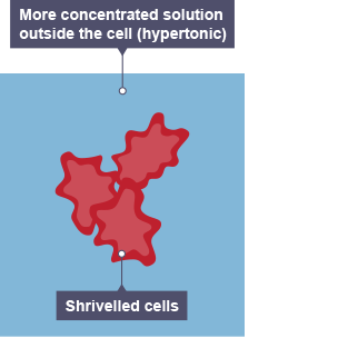 <p>As the water leaves the cell, the cytoplasm shrinks. The cell shrivels up. </p>
