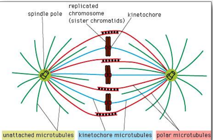 <p>Sestává z mikrotubulů, centrosomů a dalších proteinů, které organizují a manipulují chromosomy během mitózy. </p>