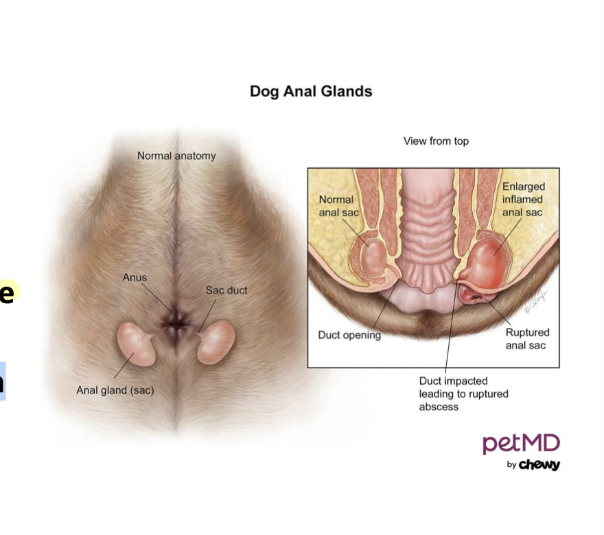 **Apocrine tubular in dogs**