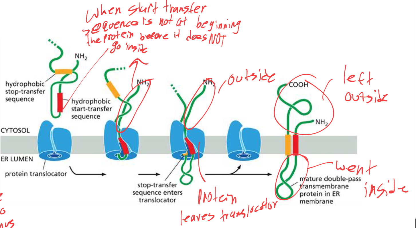 <p>the first half of protein will remain outside since the ER signal sequence will enter first always, and anything after it will enter until the stop sequence. </p>