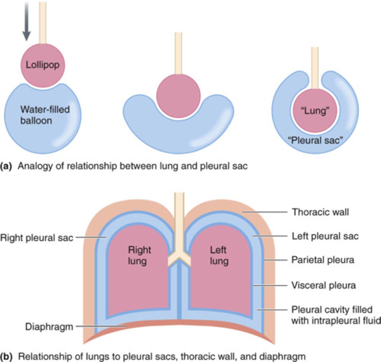 <p>the thin, double-walled serous membrane that surrounds the lungs</p>