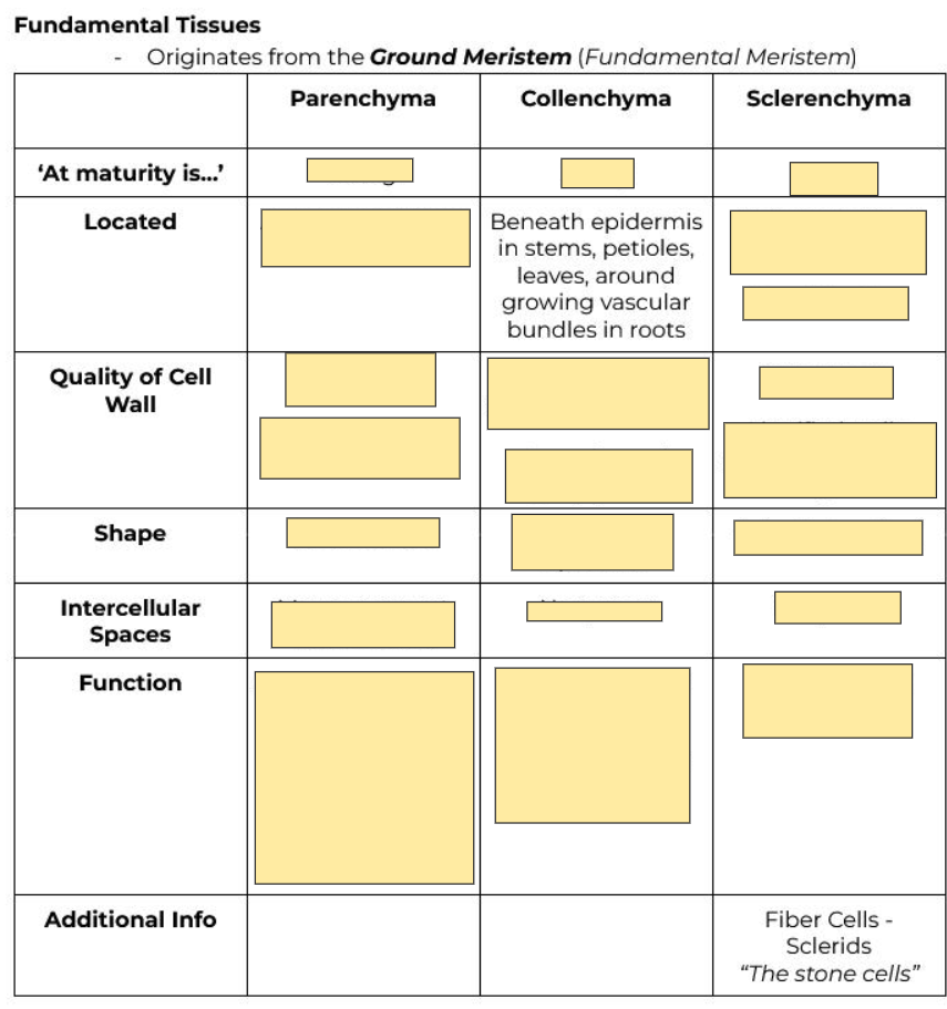 <p>Beneath epidermis, around growing vascular bundles in roots</p>