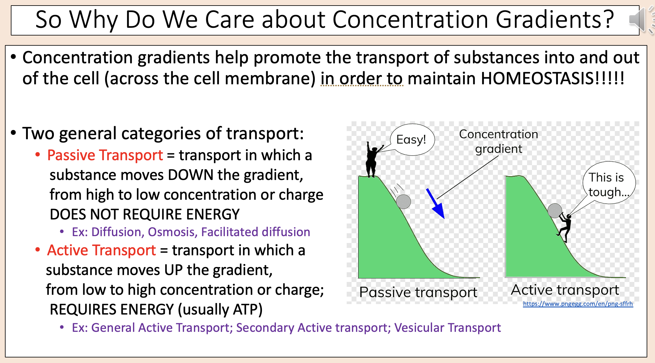 <p><span><span>Transport in which a substance moves UP the gradient, from low to high concentration or charge; REQUIRES ENERGY (usually ATP). </span></span></p>
