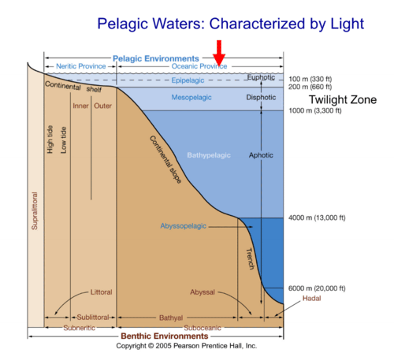 <p>- The different pelagic zones are characterized by light:</p><p>- Epipelagic: 100-200 m deep, depth depends on how many particles are scattering and fragmenting light</p><p>- Where most organisms live</p><p>- Mesoplegaic zone: 200-1000 m deep, has very low light levels</p><p>- Some organisms stay in the mesoplaegic zone during the day to eavoid predators, then rise to the epipelagic zone during night to feed</p><p>- Includes the "Twilight zone</p><p>- Bathypelagic zone: 1000-4000 m deep, basically no light</p><p>- Aphotic, meaning no light reaches there</p><p>- Abyssoplegaic zone: 4000m-6000 m deep</p>