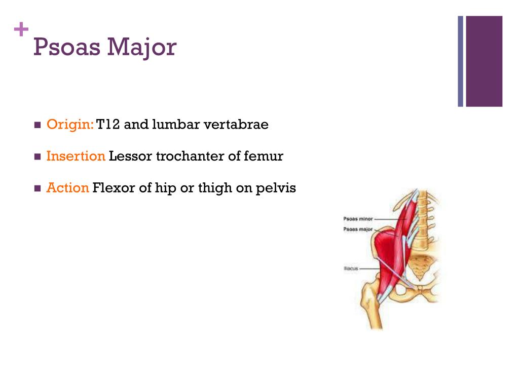 <p>Psoas Major</p>